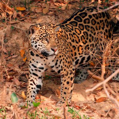 “Con la desaparición del Jaguar sigue la desaparición de otras especies”: Esteban Payán