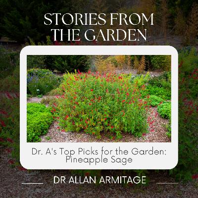 Dr. A's Top Picks for the Garden: Pineapple Sage