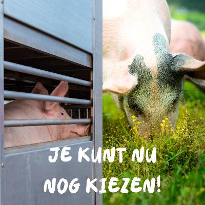 "We hebben een daadkrachtige en moedige overheid nodig om de huidige crises op te lossen"