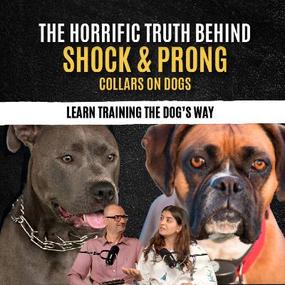 Understand the BEST TOOLS to train your dog OFF-LEASH - how would your DOG like you to learn!