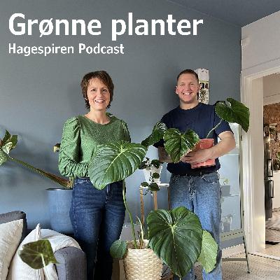 48/25: Tilbakeblikk - Grønne planter med Plantegutt del 1