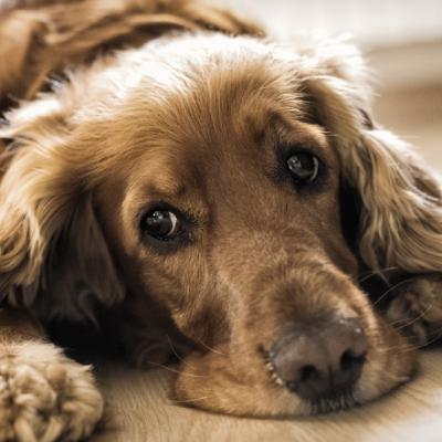 Understanding and Treating Yeast Otitis Externa