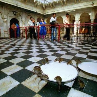 El Templo de las Ratas El Templo de las Ratas