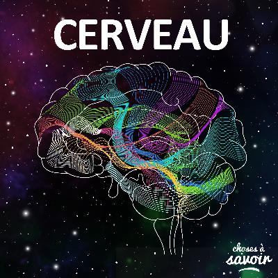 Le système immunitaire joue-t-il un rôle dans l’alcoolisme ? Le système immunitaire joue-t-il un rôle dans l’alcoolisme ?