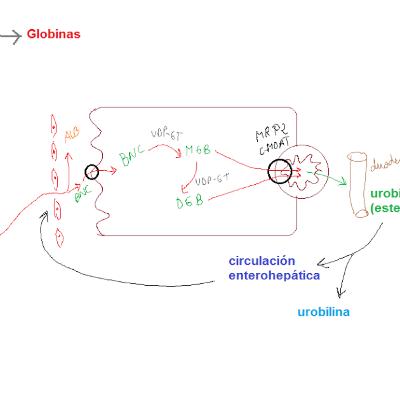 Metabolismo de la bilirrubina