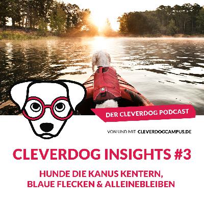 Cleverdog Insights #3 – Hunde die Kanus kentern, Blaue Flecken & Alleinebleiben