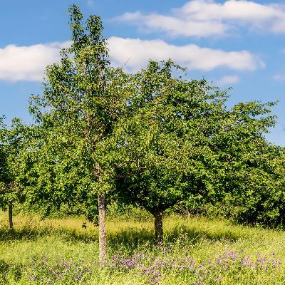 Die Zukunft des Streuobstbaus: Naturschutz und Wirtschaftlichkeit verbinden