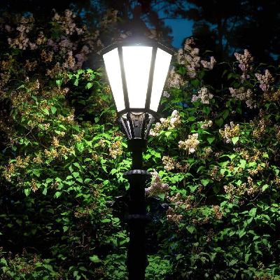 L'effet de la pollution lumineuse sur les fleurs, les papas et le thé