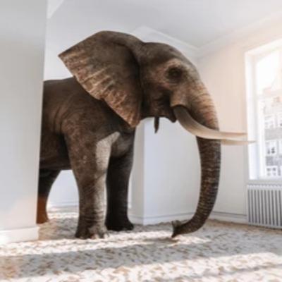 91. Turtles and Elephants 91. Turtles and Elephants