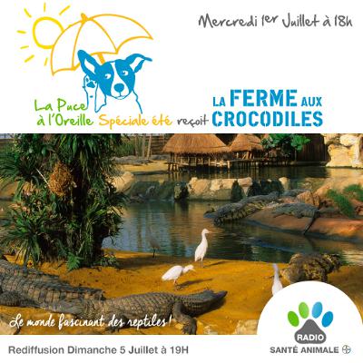 La Puce à l'Oreille #82 - SPECIALE ETE - La Ferme Aux Crocodiles