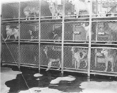 Yesterday, Today, and Tomorrow: Animal Sheltering in the United States Yesterday, Today, and Tomorrow: Animal Sheltering in the United States