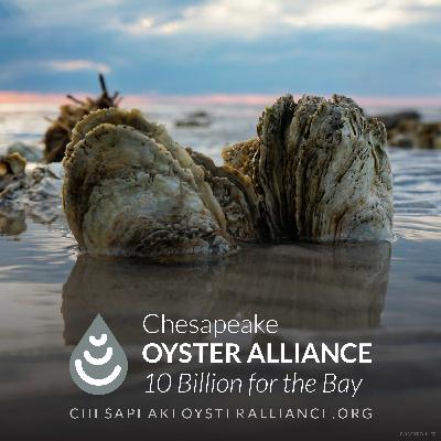 10 Billion Oysters for a Clean Chesapeake Bay