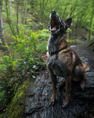Search and Rescue