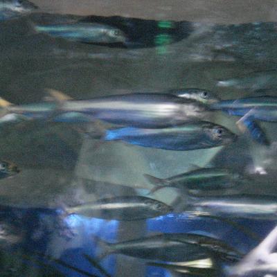 Fun in the deep blue sea
