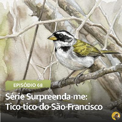 #68 - Série Surpreenda-me: Tico-Tico-do-São-Francisco #68 - Série Surpreenda-me: Tico-Tico-do-São-Francisco