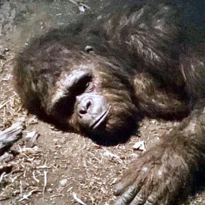 Why Are Animals Leaving Texas National Parks?