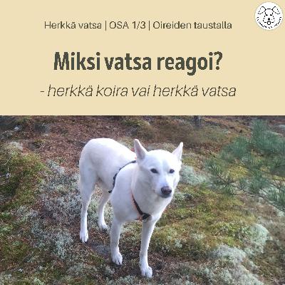 Herkkävatsainen koira – miksi maha menee helposti sekaisin | Osa 1/3