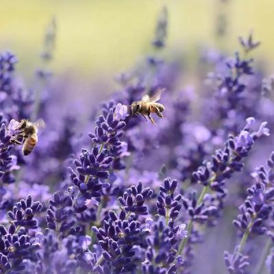 Istnieje 10 powodów by otoczyć się aromatem lawendy