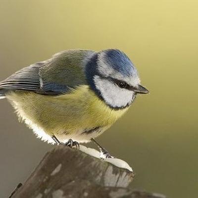 Bird 'flu update: is it safe to feed garden birds?