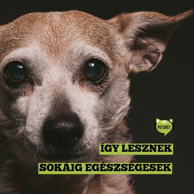 Öreg barátaink 3. - Így lesznek sokáig egészségesek a kutyák