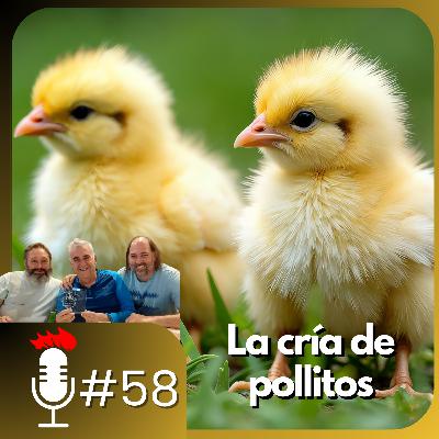 🎙️ La CRÍA de POLLITOS: los primeros meses | Podcast #58 con Pablo German Sarcioni y Martín González