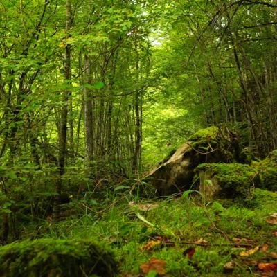 In the large wild Forest ep 1