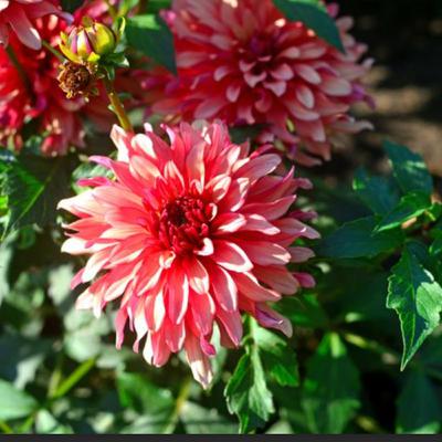 Are Dahlias Perennials or Annuals? Discover Whether Dahlia Flowers Come Back Every Year and How to Keep Them Blooming with Tips from Bloom Ranch of Acton