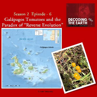 #11. Galápagos Tomatoes and the Paradox of Reverse Evolution