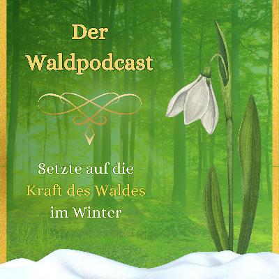 Setzte auf die Kraft des Waldes im Winter Setzte auf die Kraft des Waldes im Winter