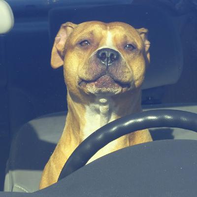Dog is My Co-Pilot Episode 2