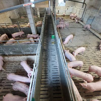 Folge 162: Tierwohl im bestehenden Schweinestall: Ergebnisse aus IBeSt Folge 162: Tierwohl im bestehenden Schweinestall: Ergebnisse aus IBeSt