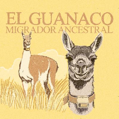 E06 · Guanaco