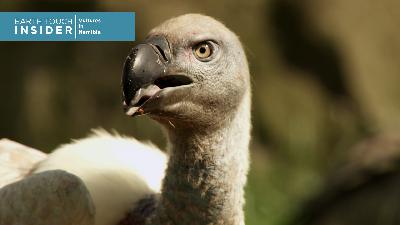 Saving Namibia's endangered vultures