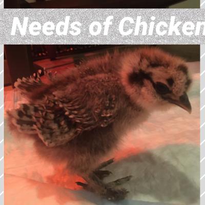 The Most Important Needs of Chickens