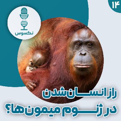 ۱۴— چه چیزی ما را انسان می‌کند؟ پاسخ احتمالی در ژنوم میمون‌ها