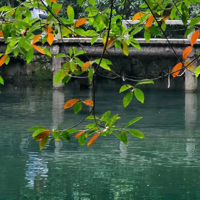 【邂逅时节-寒露】晴天观鸟,雨天品茶 【邂逅时节-寒露】晴天观鸟,雨天品茶