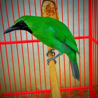 #73 CUCAK IJO GACOR FULL ISIAN