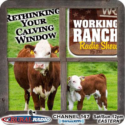 Ep 230: Rethinking Your Calving Window Ep 230: Rethinking Your Calving Window