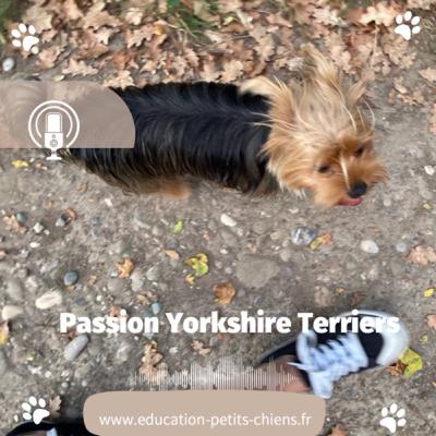 Passion Yorkshire : Le guide de formation humaine pour Yorkshire terriers : promener son humaine