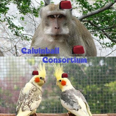 Bestiaire des Besties 38 - La callopsite et le macaque crabier