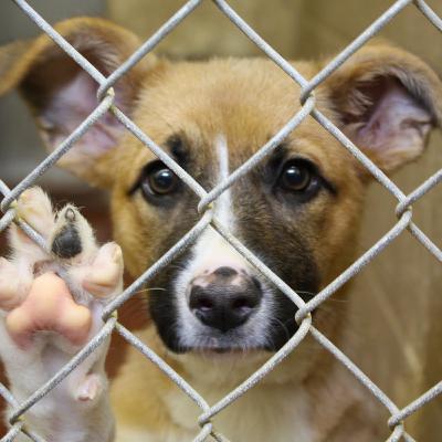 Confira 7 atitudes e atos que são considerados maus-tratos aos animais