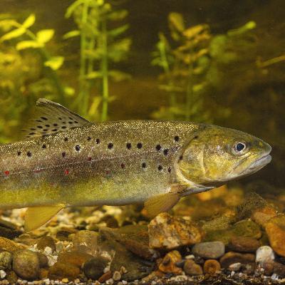 Wie schlafen Fische im Fluss, ohne von der Strömung abgetrieben zu werden?