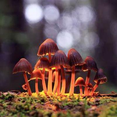 Removing The MAGIC From The Magic MUSHROOM