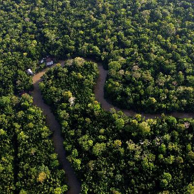 Biologin Böhning-Gaese - "Tropische Wälder spielen eine große Rolle beim Klimaschutz"