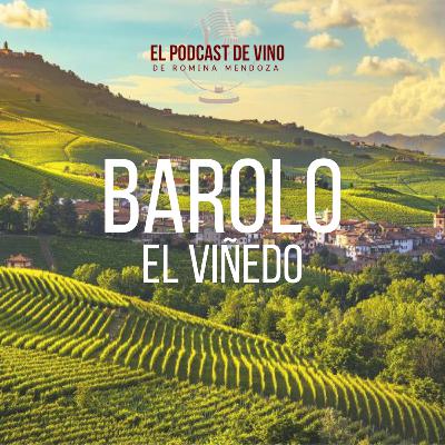 Barolo: El Viñedo