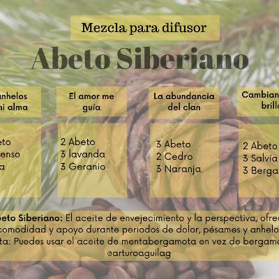 Abeto siberiano "El aceite del envejecimiento y la perspectiva"