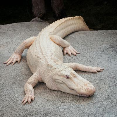 What Claude taught his keeper — and everyone else in San Francisco, too What Claude taught his keeper — and everyone else in San Francisco, too