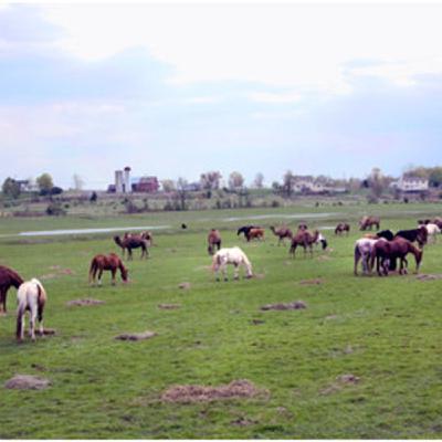 Episode 140: The Sanctuary for Animals
