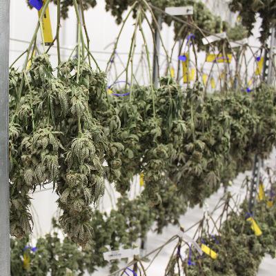 This Black female cannabis pioneer is cultivating a budding industry