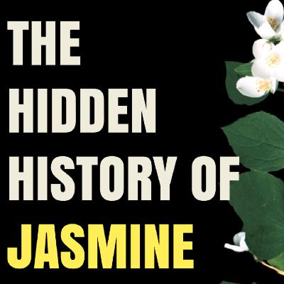 Queen of the Night: The complicated history of jasmine